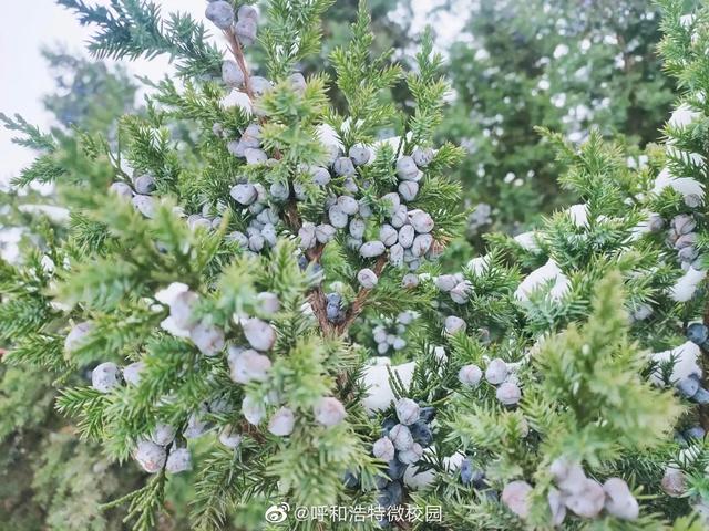 初雪，与“你”在内工大不期而遇。 图片：内蒙古工业大学