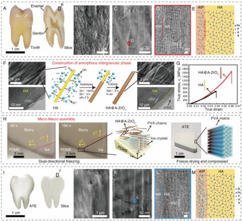 北航郭林教授团队造人工牙釉质成果登上《科学》