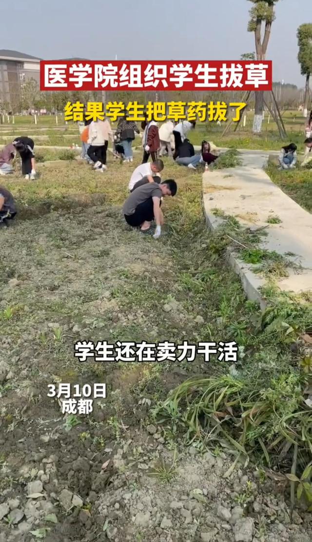 药草含有标签, 医学院学生还是拔了, 被指是故意, 别低估人性中的恶